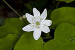 Rue anemone <BR>Windflower